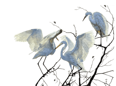 crane birds bp - PNG gratuit