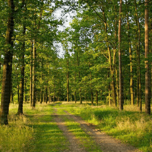 Rena Wald Hintergrund - kostenlos png