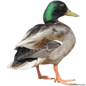 duck katrin - бесплатно png