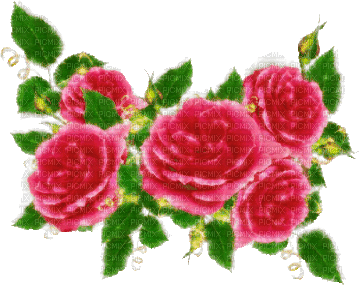 pink-red roses - Бесплатный анимированный гифка
