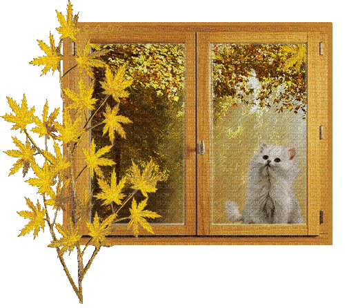 Autumn Window Cat Rain - Gratis animeret GIF