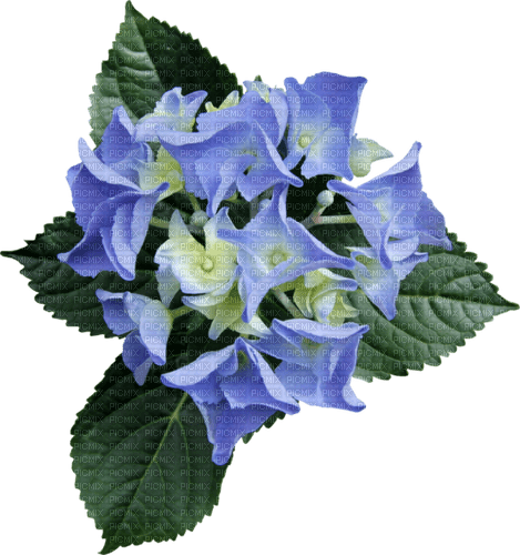 dolceluna blue flowers - besplatni png