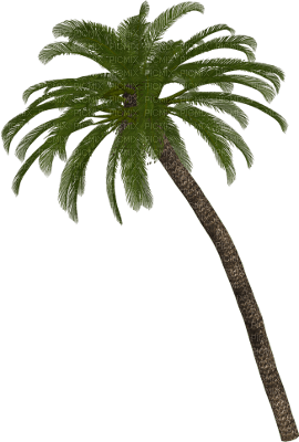 palm tree - bezmaksas png