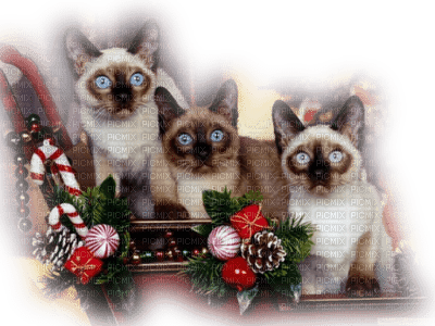 chat noel - png gratuito