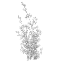 winter branches - 免费PNG