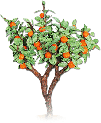 soave deco summer tree fruit orange citrus orange - gratis png
