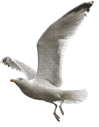 gull katrin - ücretsiz png