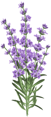 fleur violette.Cheyenne63 - zdarma png
