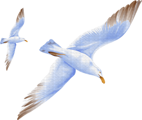 seagulls Bb2 - png gratis