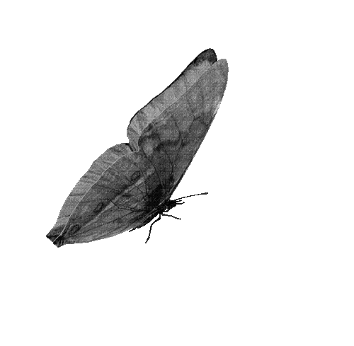 butterfly schmetterling papillon - GIF animasi gratis