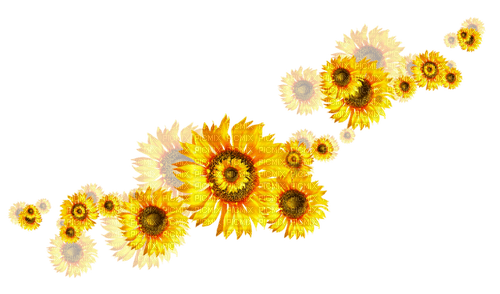 Sunflowers.Brown.Yellow - Free PNG