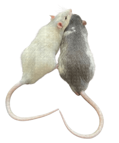 Muis/Rat - ingyenes png