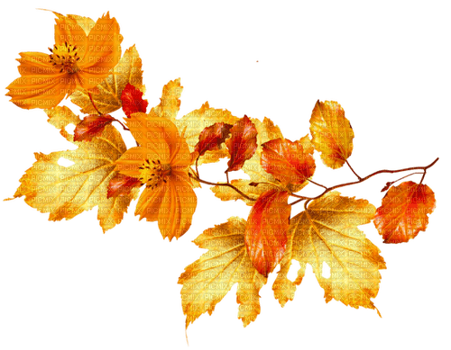 Leaves.Flowers.Gold.Orange.Red - zdarma png