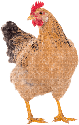 kana, chicken - darmowe png
