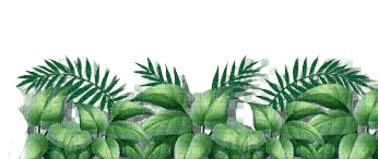 feuille jungle - 免费PNG
