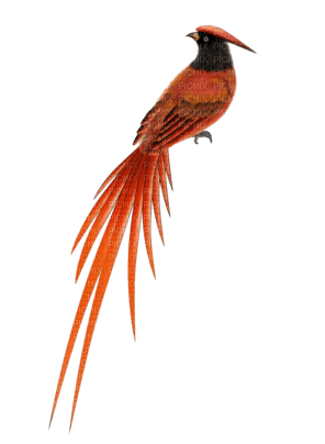 Pájaro carpintero rojo - png gratis
