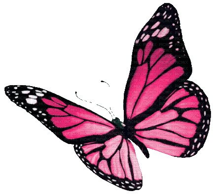 Animated.Butterfly.Pink - By KittyKatLuv65 - Gratis geanimeerde GIF