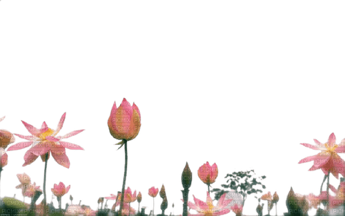 maj fleurs bordure - kostenlos png