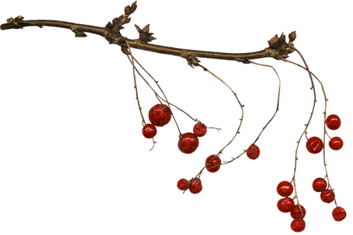 Branche.Branch.fruits.Red.Winter.Victoriabea - zadarmo png