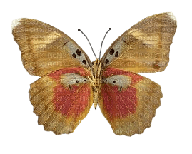 Papillon - фрее пнг