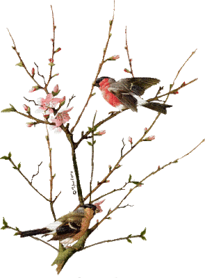 spring love birds gif