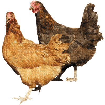 gallinas - 免费PNG
