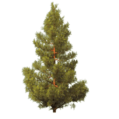 tree - png gratis
