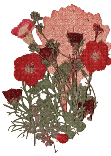 red pressed flowers - png ฟรี
