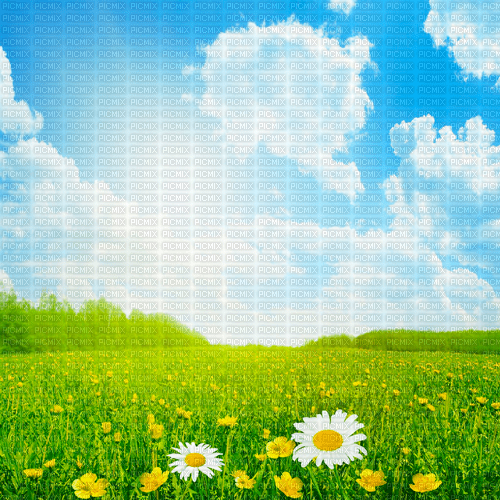 Y.A.M._Summer background flowers - бесплатно png