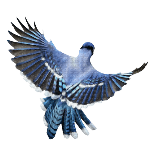 kikkapink deco scrap blue bird - kostenlos png