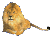 lion groarrr - Zdarma animovaný GIF
