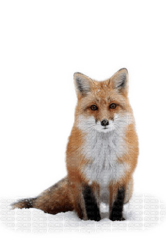 Fuchs, Schnee, Fox, snow - bezmaksas png