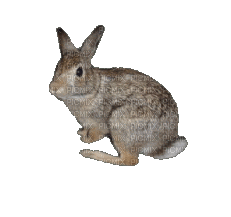 rabbit - Gratis animerad GIF