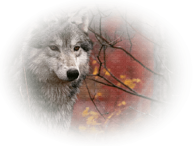 Kaz_Creations Animals Wolves - zdarma png