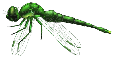 Dragonfly - png grátis