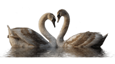 Kaz_Creations Animals  Birds Bird Swans - png gratis