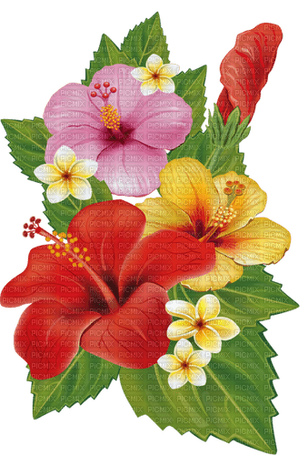 nbl-Hibiscus - nemokama png