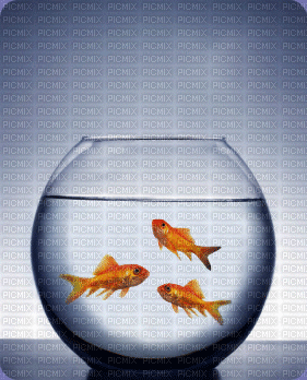 fish bowl bp - Besplatni animirani GIF