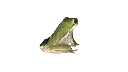 contemplative frog - zdarma png