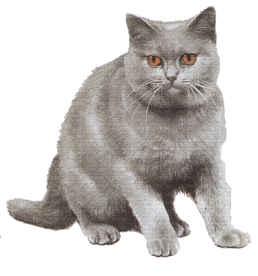 Katze chat cat - Animovaný GIF zadarmo
