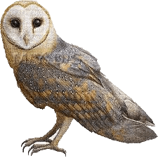 owl - безплатен png