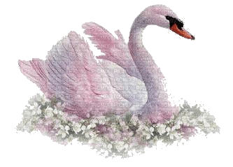 Swan - PNG gratuit