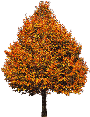 arbre/tree - δωρεάν png