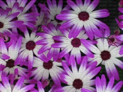Kaz_Creations Backgrounds Background Flowers - nemokama png