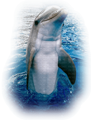 tube dauphin - darmowe png