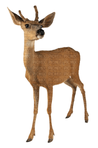 deer - bezmaksas png
