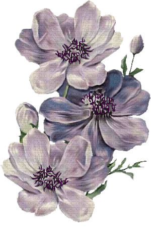 kikkapink purple flowers spring summer - 免费PNG