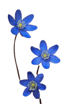 fleurs bleues - nemokama png