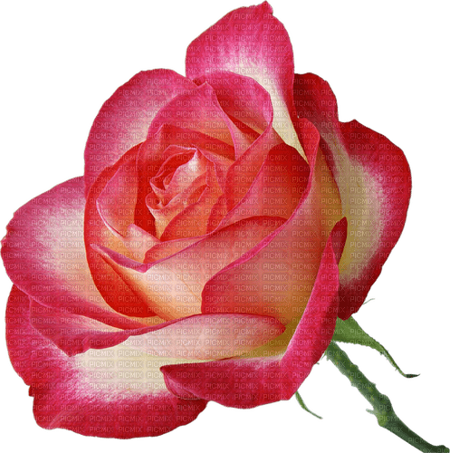 rose   Bb2 - png grátis