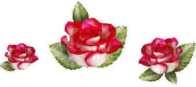 Roses - Ingyenes animált GIF